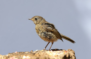 Close up of a baby Robin on a tree trunk