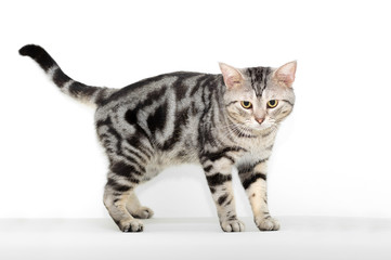 American shorthair cat is looking forward.