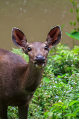 deer in the forest in Kao Yai National Park near river