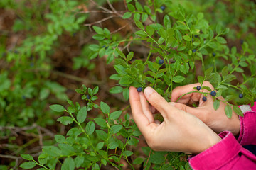 девушка в лесу собирает чернику