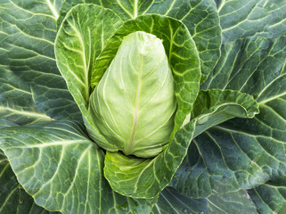 Spitzkohl.