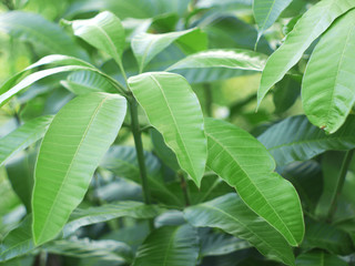 Fototapeta premium mango leaf