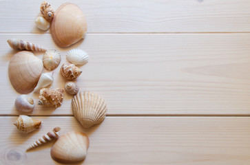 Close up of differents seashells on wooden background with copy space.Cocept for summer time or vacation.