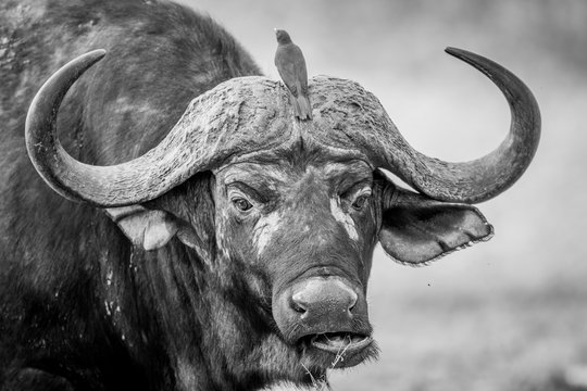 A starring Buffalo with Oxpeckers on him in black and white.