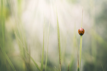 Fototapeta premium ladybird on a blade of grass colorful summer background
