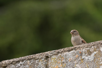 Haussperling