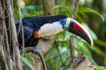 Naklejka premium white-throated toucan