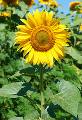 Obraz premium sunflower portrait, field closeup summer landscape