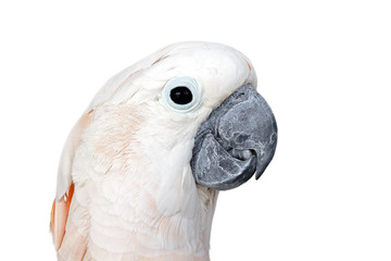 Beautiful white parrot ara. Isolated on white background with co