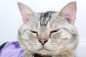 American shorthair cat is sitting and sleeping