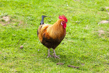 Rooster on farm