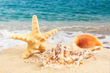 sandy beach.  Starfish on the Beach.  Summer Time