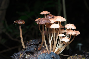 A group of light brown mashroom growing on a dried log