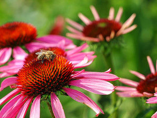 Biene  auf  Blume