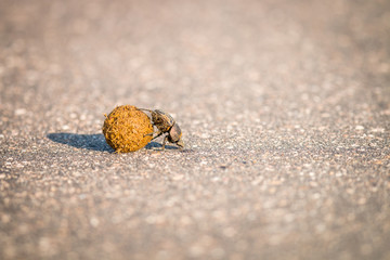 A Dung beetle rolling a ball of dung on the road.