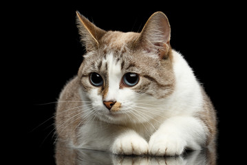 Cute White Cat with Huge Blue eyes, Funny paws, Lying and Looks Guilty, on Isolated Black Background, Front view