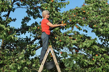 Farmer at ladder picking apricot fruit