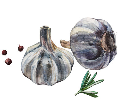 Watercolor garlic