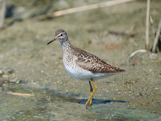 Wood sandpiper (Tringa glareola)