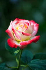 Single Rose