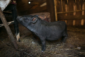 Portrait of black pig
