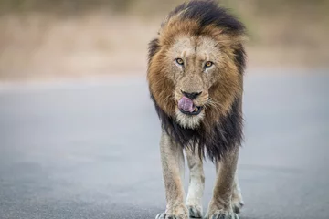 Crédence de cuisine en verre imprimé Lion Male Lion walking towards the camera in the Kruger National Park.