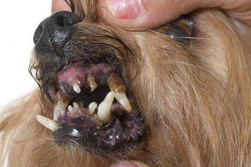 tartar teeth of old dog