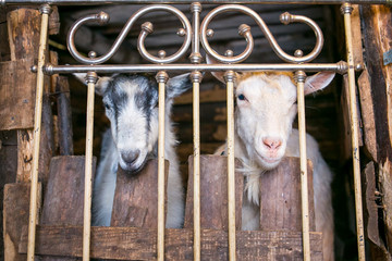 Two goats in a cowshed