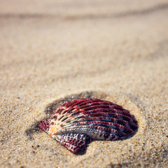 sea shells with yellow sand and sea as background
