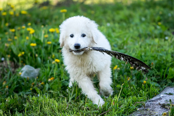 Cute white puppy dog playing