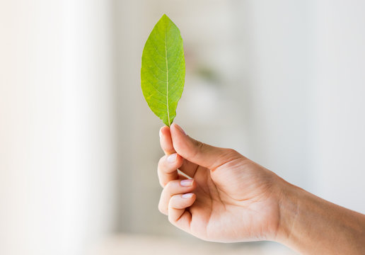 Close Up Of Woman Hand Holding Green Leaf