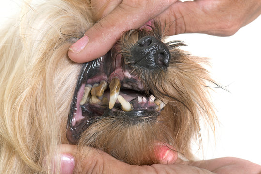 tartar teeth of old dog