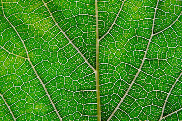 Leaf texture abstract background with closeup view on veins
