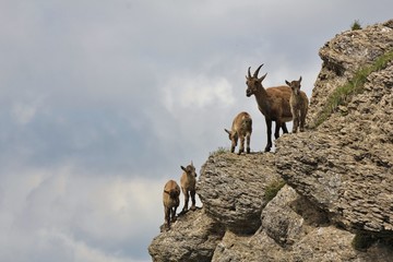 Female alpine ibex with babies