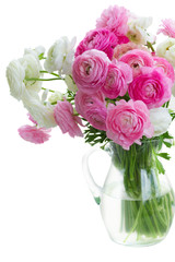 Pink and white ranunculus flowers in glasse vase close up isolated on white background