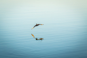 A Hammerkop flying over the water.