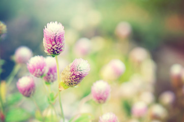 Obraz premium Globe Amaranth Flower with morning light filter