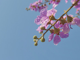 Violet flower and clear blue sky as background with selective focus