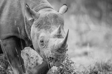 Fototapeta premium A Black rhino starring in black and white.
