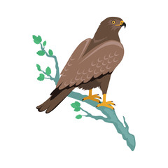 Hawk Flat Design Vector Illustration