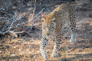 Leopard walking towards the camera.