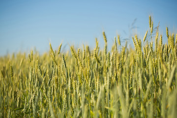 Golden wheat spikelets on field