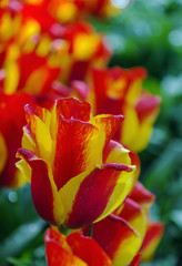 red with yellow tulip