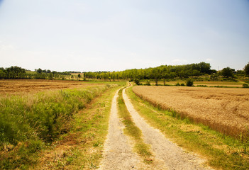 Road in the fields