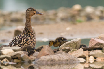 Stockente mit Küken