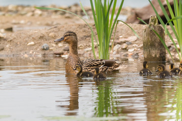 Stockente mit Küken