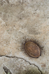 Dry flower seed on cement floor background
