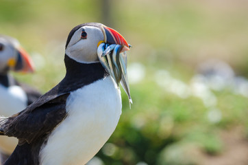 Atlantic puffin carrying sandeels to chicks