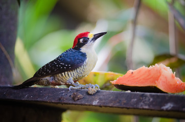 Black-cheeked Woodpecker (Melanerpes pucherani), Horquetas, Costa Rica
