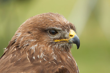 photo portrait of a Common Buzzard